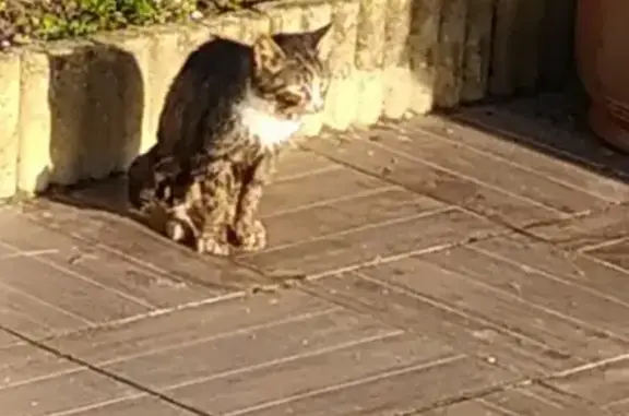 Chatte tigrée blessée à Camon - photo