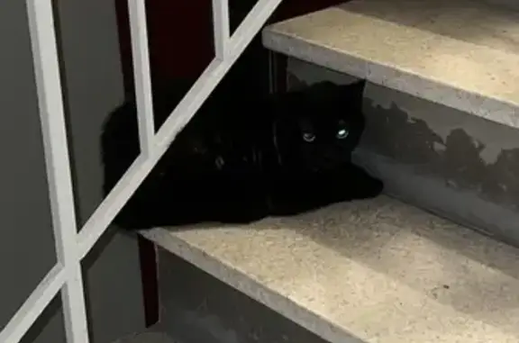 Chat noir yeux verts trouvé à Lille - photo