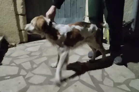 Chien perdu sauvé à Saulce - photo