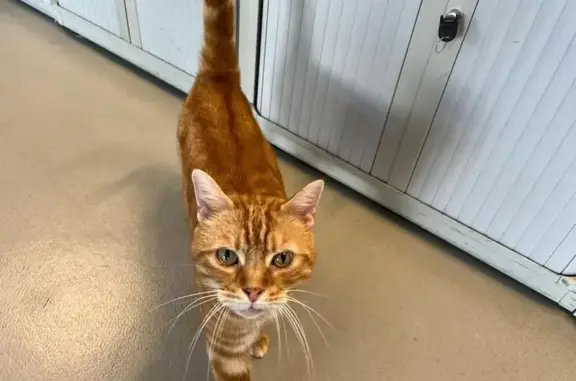 Chat amical trouvé à Boulogne - photo