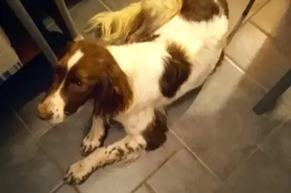 Chien sociable retrouvé à Plélo - photo
