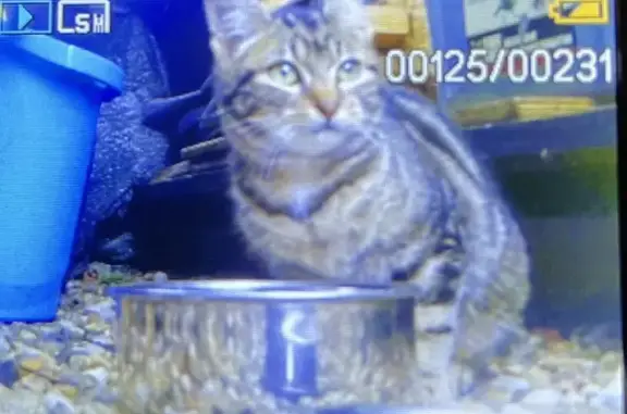Chaton timide trouvé à Colondannes - photo