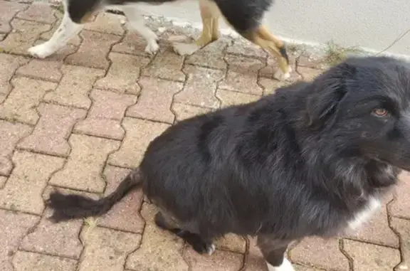 Chiennes Border Collie perdues - photo
