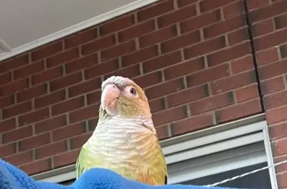 Help Find Conne: Lost Handraised Bird 🙏