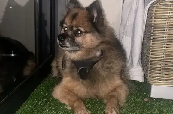 Chien agressif trouvé à Vernaison - photo