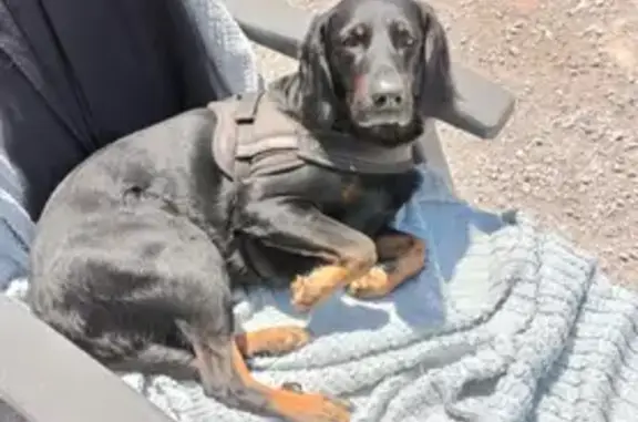 Chien perdu , photo : Chuck, Beauceron perdu, Doubs