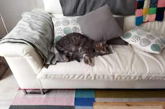 Animaux perdus Marseille Bompard, photo: Chat gris tigré perdu à Marseille