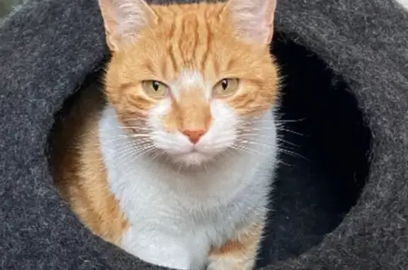 Animaux perdus Toulouse, photo: Chat roux et blanc perdu - Toulouse