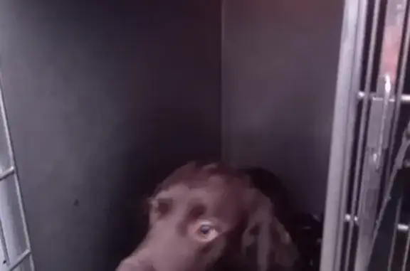 Chien Springer secouru à Bonnefamille - photo