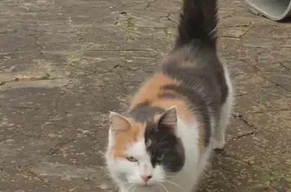 Chat tricolore sociable trouvé - photo