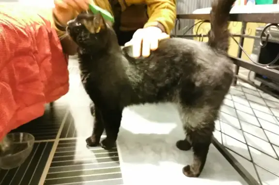 Chat noir perdu - Rue Carl Hack - photo