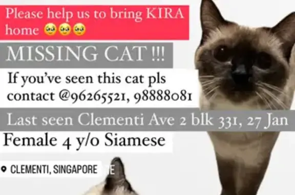 Lost Siamese Cat Kira in Clementi Ave 2!