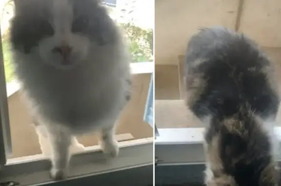 Animaux perdus , photo: Chat tricolore perdu à Igé