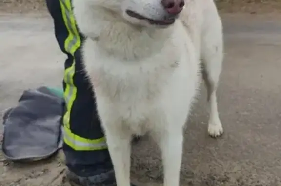 Chien perdu à Torigni retrouvé - photo