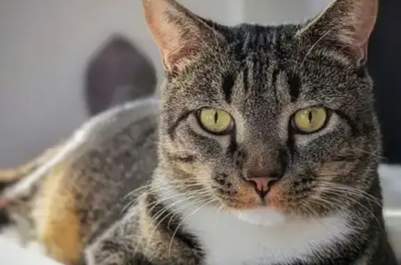 Chat perdu, Mornant, photo: Chat tigré perdu à Mornant