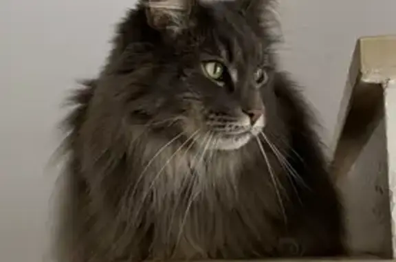 Animaux perdus Ivry-sur-Seine, photo: Chat Main Coon gris perdu à Ivry