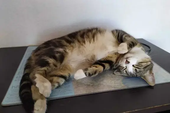 Animaux perdus Toulon, photo: Chatte tigrée perdue à Toulon
