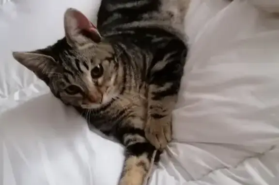 Animaux perdus Puisserguier, photo: Chaton Simbad tigré perdu à Puisserguier