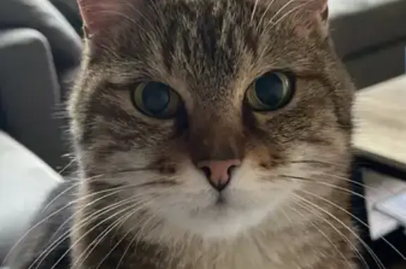 Chat perdu, La Rochelle, photo: Chatte Mika perdue à La Rochelle