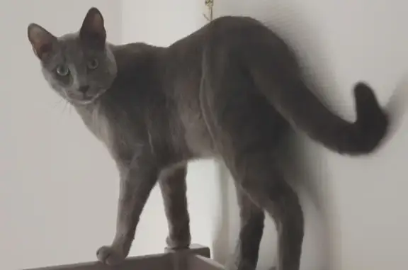 Animaux perdus Choisy-le-Roi, photo: Chat gris perdu à Choisy-le-Roi