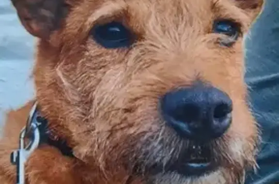Chien perdu , photo : Chien roux Terrier perdu à Angers