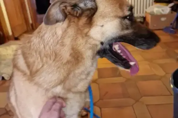 Chien Malinois trouvé à Castres - photo