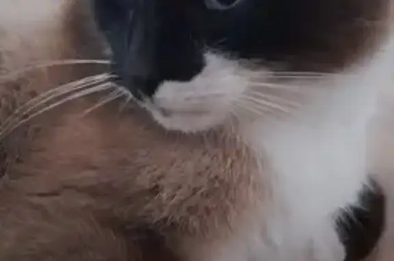 Chatte siamoise trouvée - Saint-Point - photo