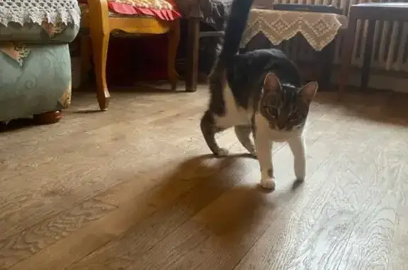 Chatte blanche/tigrée trouvée - photo