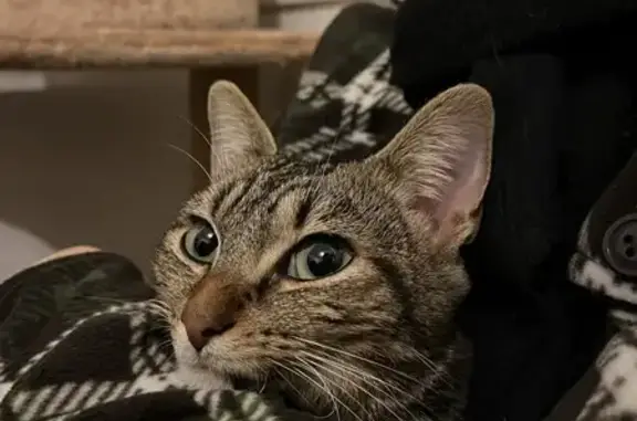 Chaton européen trouvé à Tours - photo