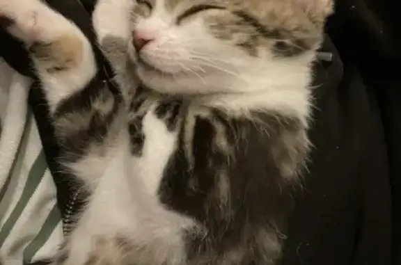 Chat perdu, Sourcieux-les-Mines, photo: Chaton perdu à Sourcieux-les-Mines