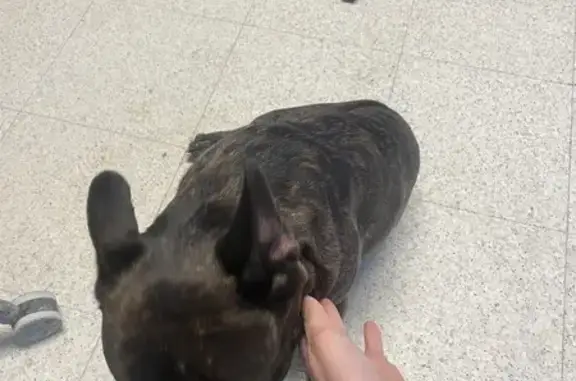 Bouledogue perdu retrouvé à Haut-Lieu - photo