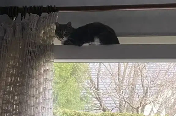 Chat tigré perdu à Gap - photo