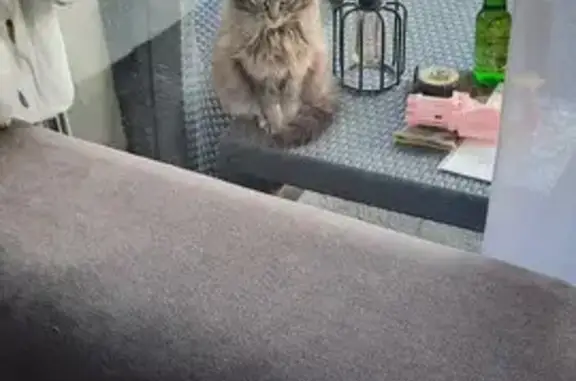 Chat retrouvé à Coutras - photo