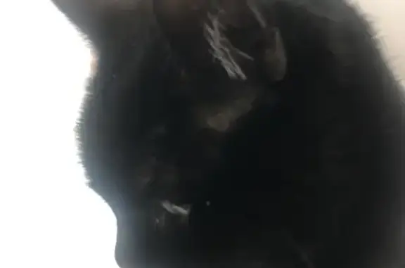 Chat perdu, Saint-Étienne, photo: Chat noir perdu à Valbenoite