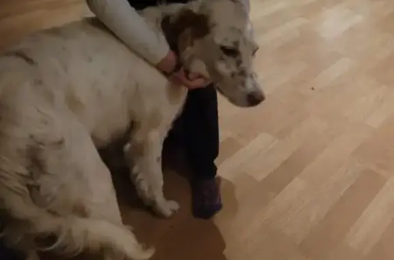 Chienne égarée attend maître - photo