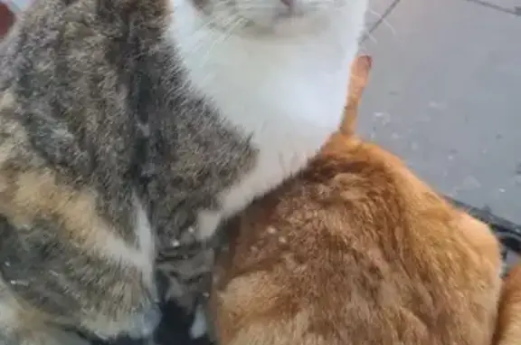 Chat squatteur dodu à Siltzheim - photo