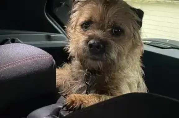 Chien trouvé Orgeval, photo: Chienne Border Terrier retrouvée