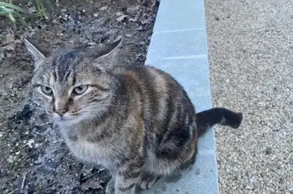 Chaton câlin trouvé à Evrunes - photo