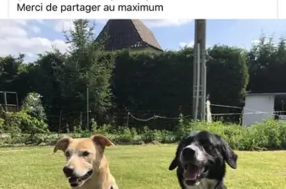 Chien perdu , photo : Chiens Bella et Leko perdus
