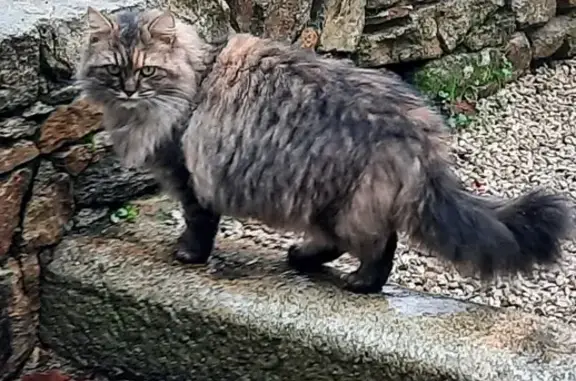 Chat Persan perdu - Les Moulières - photo