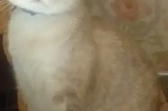 Chat perdu, Allassac, photo: Chatte Birmane disparue à Allassac