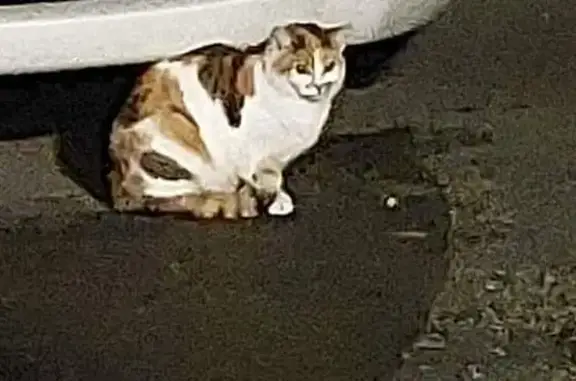 Chat perdu à Lapugnoy cherche foyer - photo