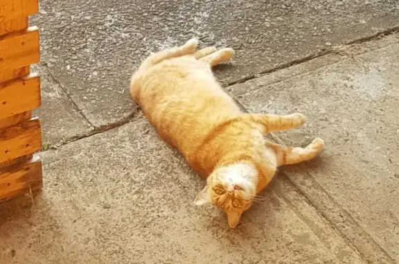 Lost Ginger Cat Floyd in New Norfolk - Help!