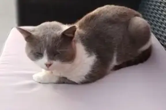 Chat perdu retrouvé à Tourcoing - photo