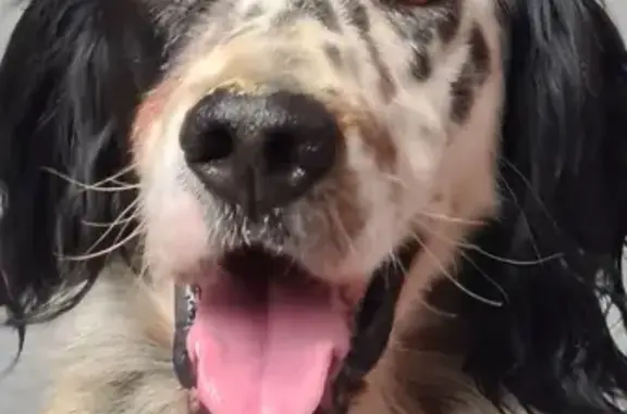 Chien errant maigre trouvé à Saint-Puy - photo