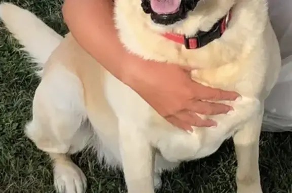 Chien perdu Nouvelle-Aquitaine, photo : Alerte: 2 Labradors perdus à Saint-Romain