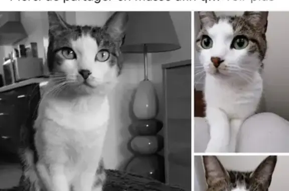 Chat perdu, Lanester, photo: Chat perdu près école Lanester