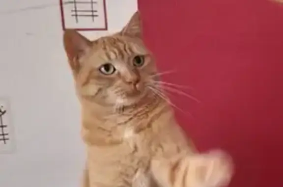 Animaux perdus Lagny-sur-Marne, photo: Chatte rousse perdue à Lagny
