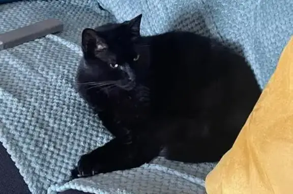 Animaux perdus Coubron, photo: Chat noir malade perdu à Coubron