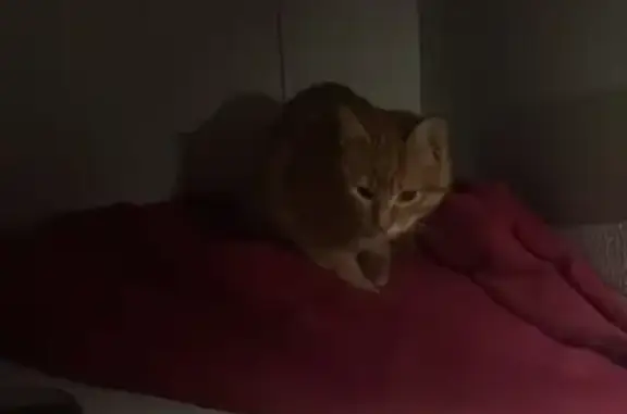 Chaton roux trouvé à St Clair - photo